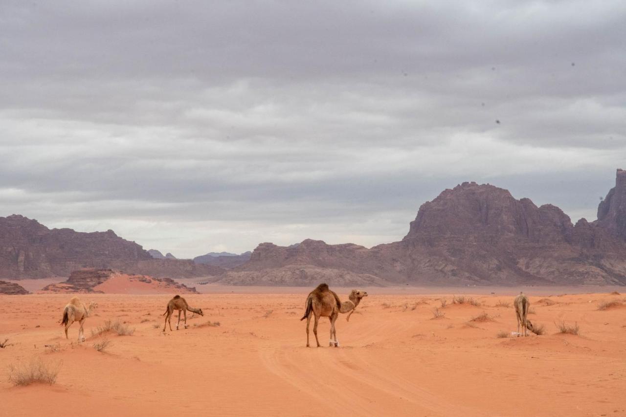 Wadi Rum Nights Exterior photo